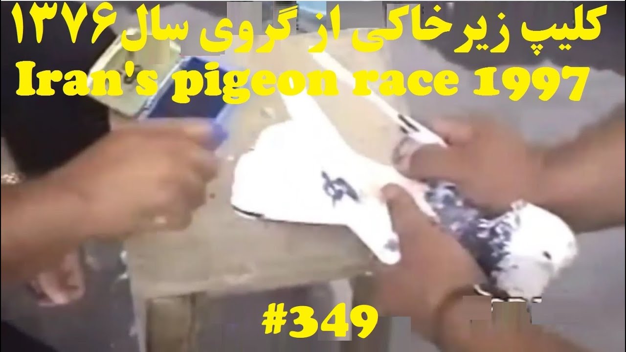 ویدئوی قدیمی گروی سعیدخانباشی وسیداحمدمیری(شمرون) از مهر کبوتر تا مصاحبه  highflyer pigeon race 1997