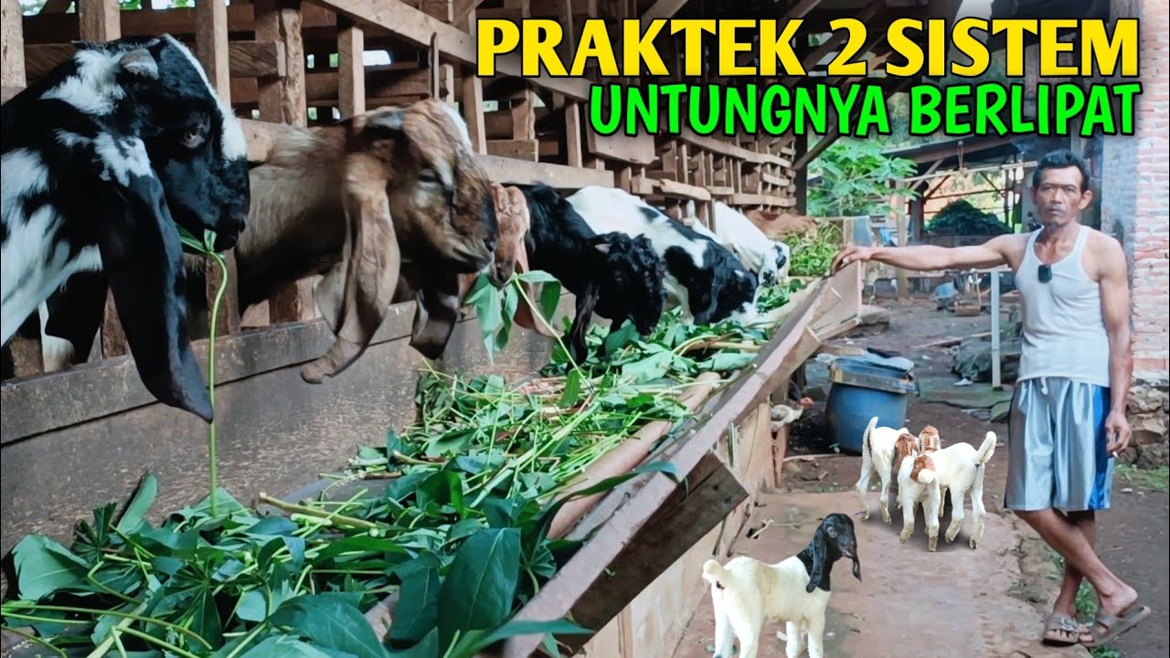 Taktikal Peternak Kambing Supaya Dapat Untung Berlipat Ganda