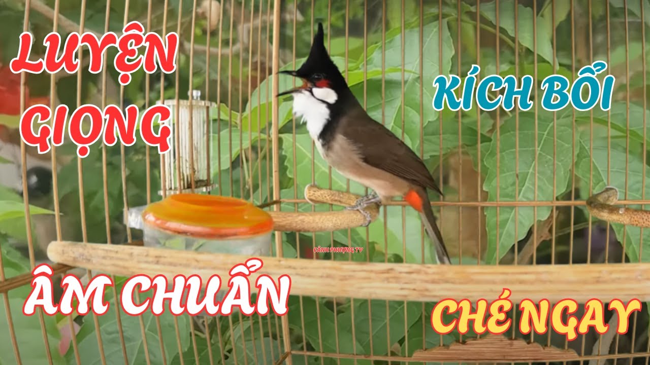 Chào Mào Kích Bổi Lên Lửa!.. Luyện Chào Mào Hót Đấu - Chào Mào Kích Trống Hót Căng Lửa. chào mào đấu