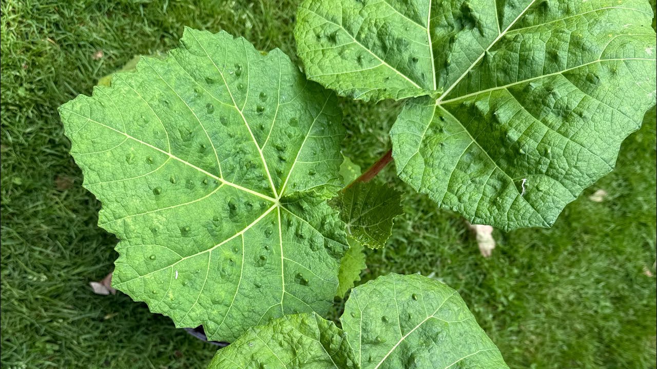 Unusual plant find at a local nursery!