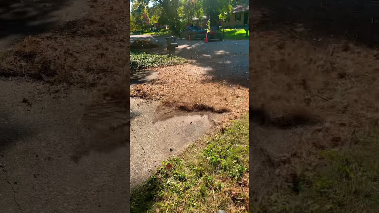 Pine needle 🧹 clean up! 