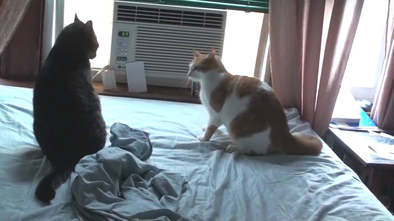 Guile theme goes with cats