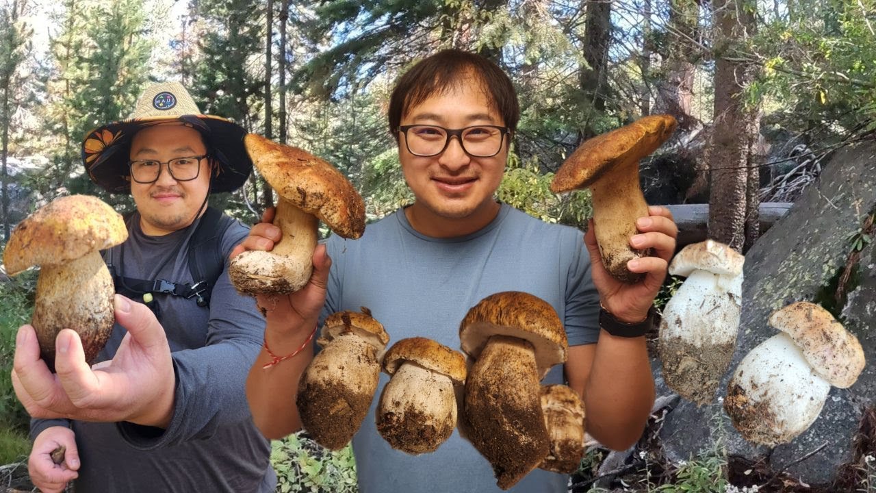 We Hit the Jackpot! Fall Porcini is Harvest is ON!