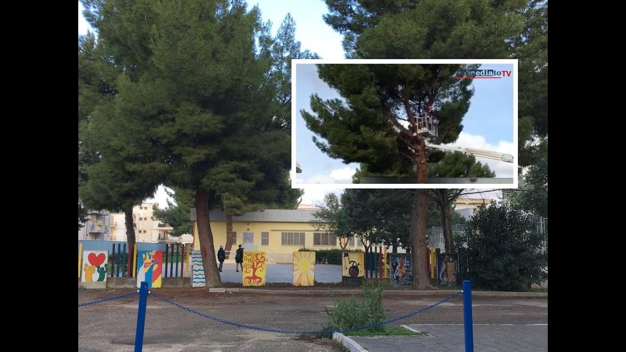 ALBERI TAGLIATI DI NETTO A ORTA NOVA, PROTESTE: INCATENATI PER BLOCCARE LAVORI NELLA SCUOLA