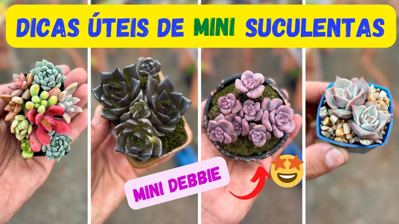 (PASSO A PASSO) 3 formas de  fazer MINI SUCULENTAS, vaso, substrato, musgos e super dicas😍