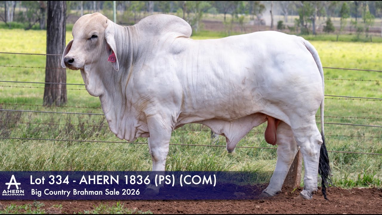 Lot 334