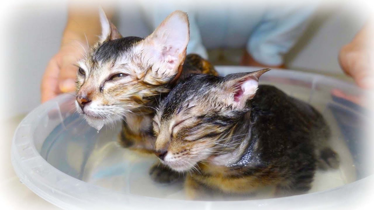 お風呂の湯船が気持ち良くて寝てしまった赤ちゃん子猫