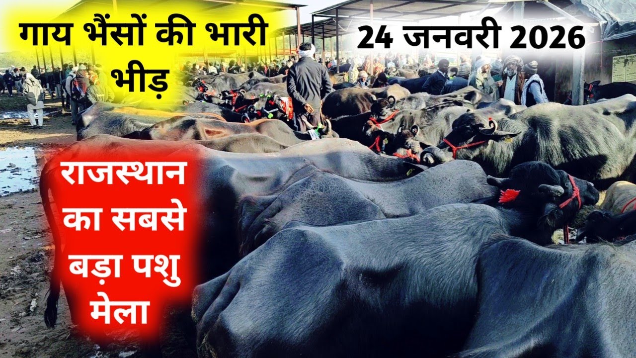24 जनवरी 2026 सबसे सस्ती पशु मंडी जयपुरJaipur hatwada | jaipur buffalo mandi | jaipur Pashu hatwada
