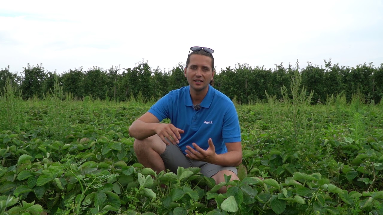 Plantacje po zbiorach – niezbędne zabiegi, komunikat truskawkowy, 03.07.20,  Michał Malicki
