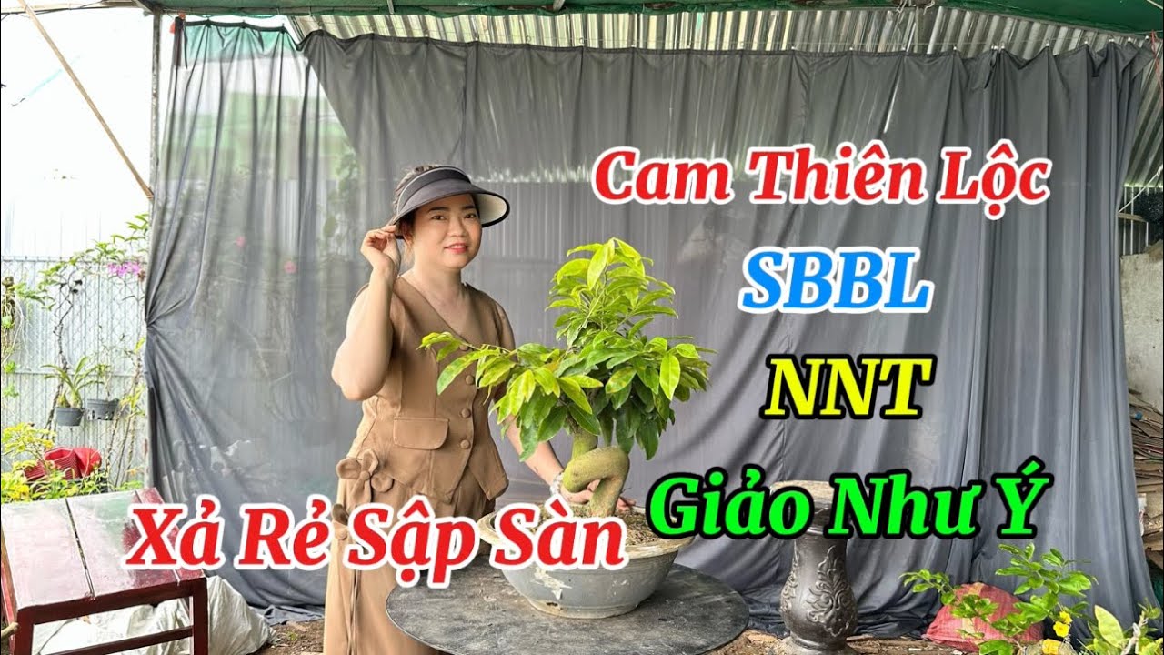 Cam Thiên Lộc-Giảo Như ý-SBBL-NNT-Xả Rẻ Sập Sàn-15/3/26-Vườn Mai Thùy Trang.