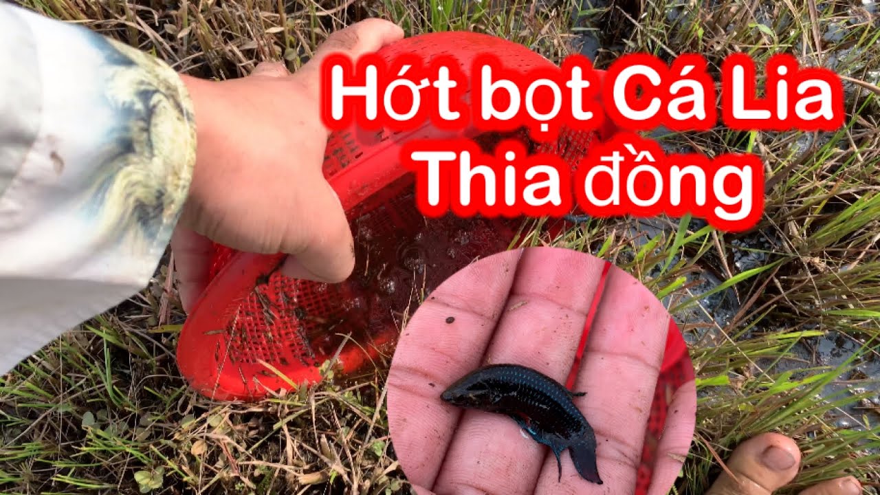 Hớt tổ bọt Cá Lia Thia Đồng hoang dã ngoài đồng ruộng