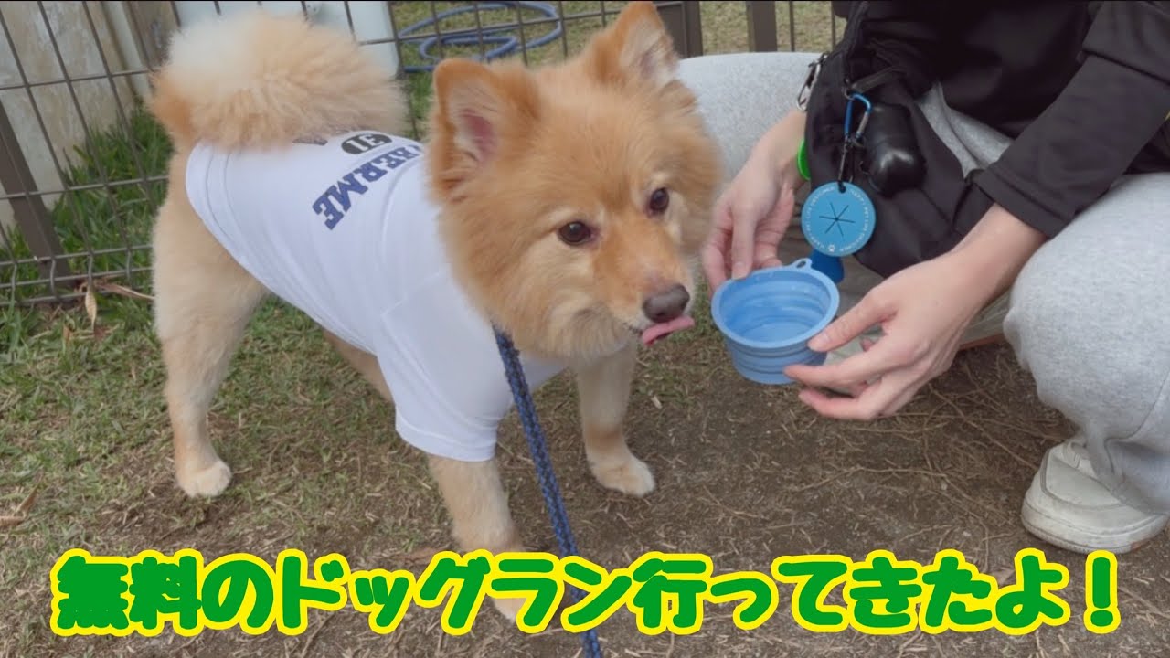 [デカポメ]くうちゃん無料のドッグランに行ってきたよ！