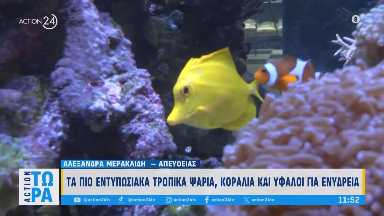 Τα πιο εντυπωσιακά τροπικά ψάρια, κοράλια και ύφαλοι για ενυδρεία | ACTION Τώρα | ACTION 24