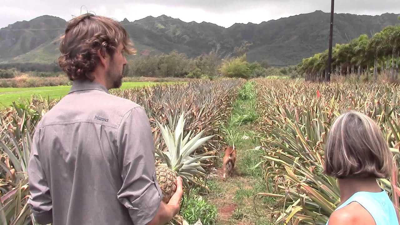 SWEETER THAN SWEET ~ KAUAI'S WHITE SUGARLOAF PINEAPPLE