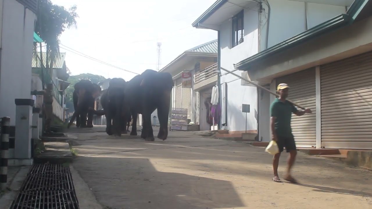 Elephant orphanage Pinnawala,Sri Lanka