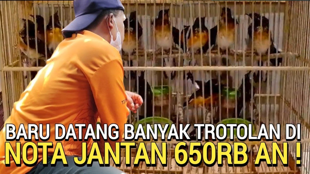 EDAN-EDANAN ! HARGA MURAI BATU SEKARANG BEBAS PILIH 650RB AN PASAR BURUNG PRAMUKA LEWAT DULU YA