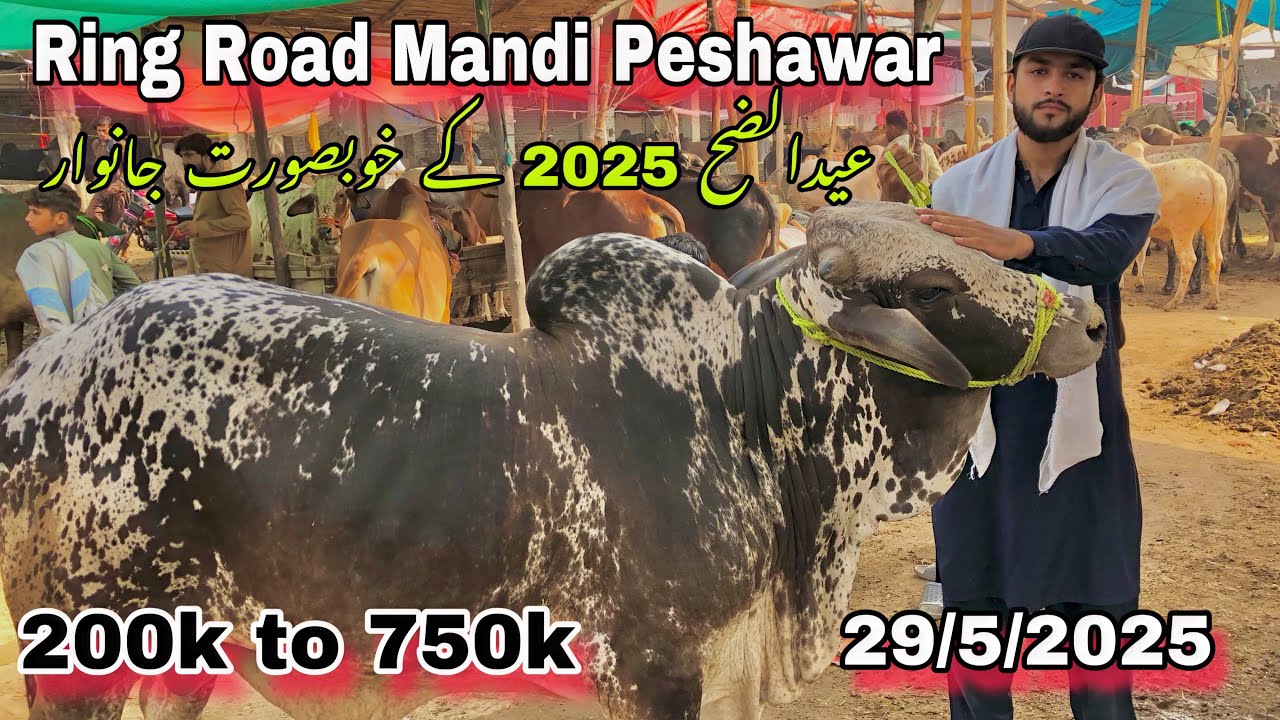 Ring Road Mandi Peshawar Latest Updates | Rates 200k to 750k | 29 May 2025 |