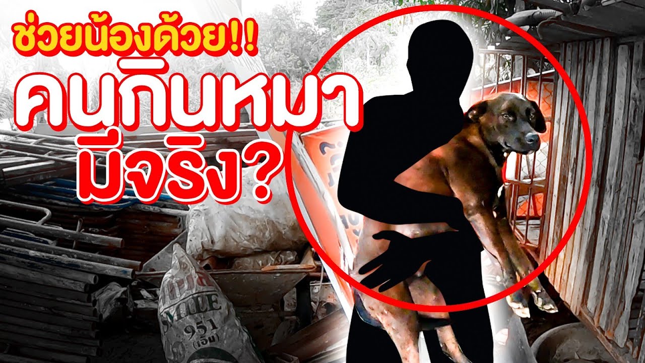 คนกินหมา มีจริงหรือ!? ช่วยด้วย น้องหมาโดนจับตัวไป!! กับภารกิจช่วยน้องหมาจากคนกินหมา(EP1) - พี่วาฬ
