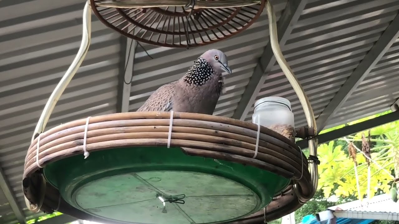 Chim CuGáy cuối năm còn nhiều ngỗn ngang …/ chimcugay