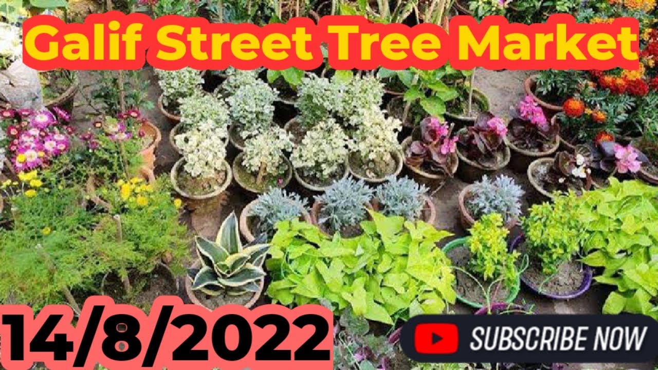Galif Street ll Cheapest Tree 🌴 Market ll
