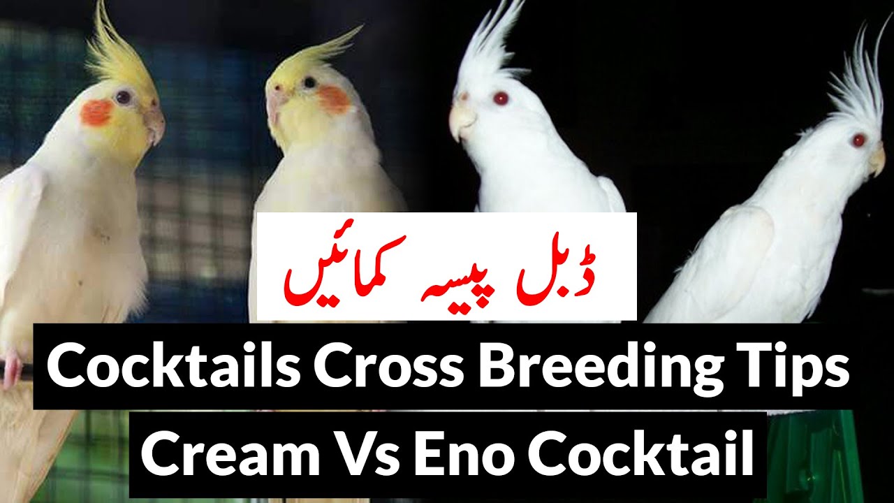 Cocktails cross breeding tips | Cocktails business idea | Cream Cocktail sy Eno Cocktail niklwayn