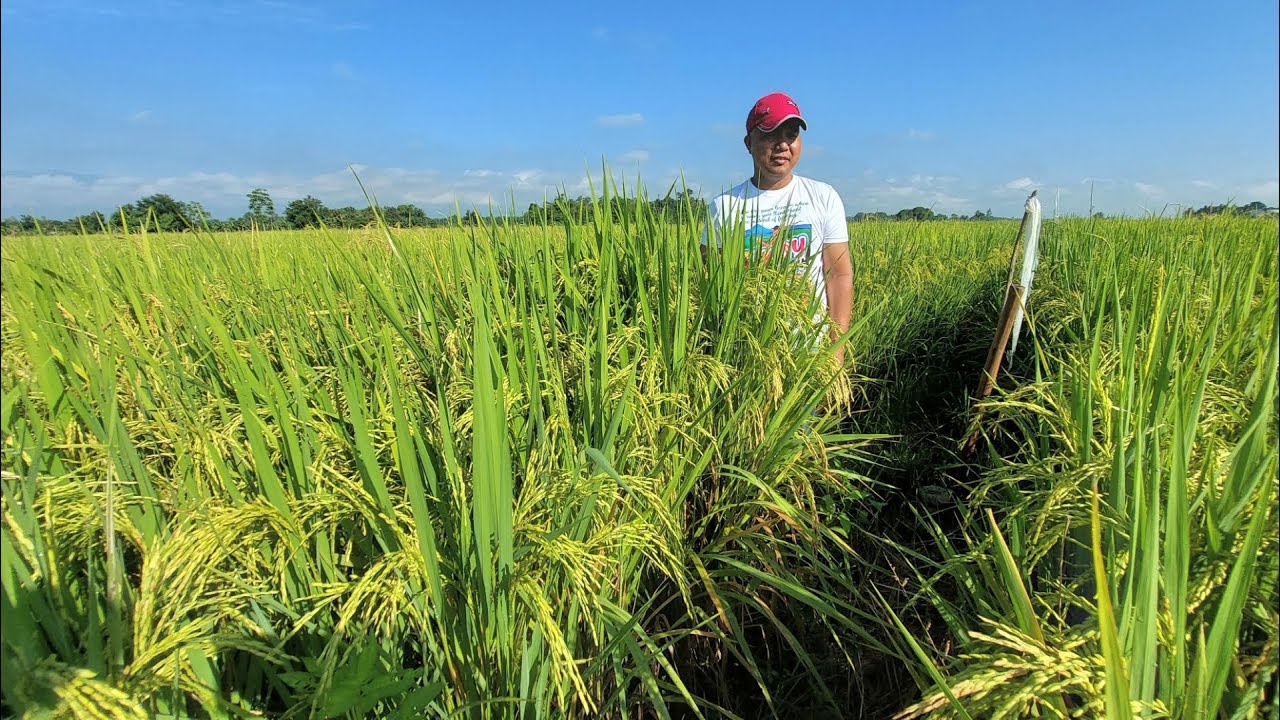 Bagong Kaalaman para Kumita ng 150K sa 1 Hektar na Palay