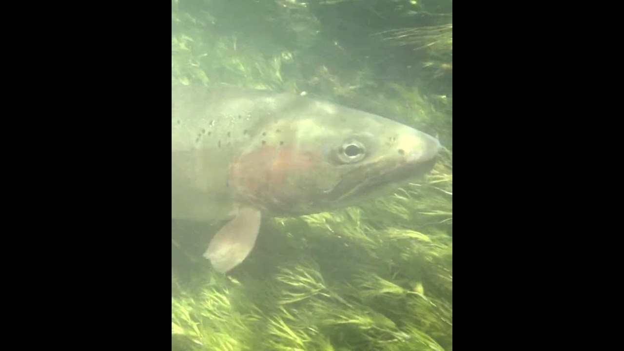 RIO Fly Line - Connection Series - The Target