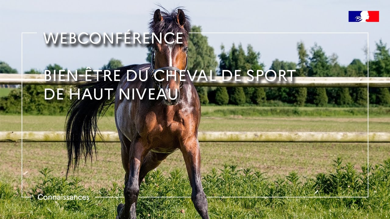 Bien-être du cheval de sport de haut niveau - Romane Phelipon