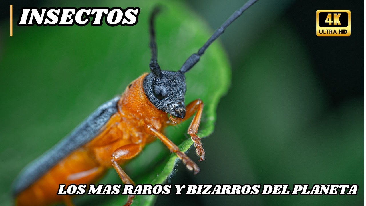 El Reino De Los INSECTOS: Las CRIATURAS Más Raras y BIZARRAS Del Planeta | DOCUMENTAL Episodio 1