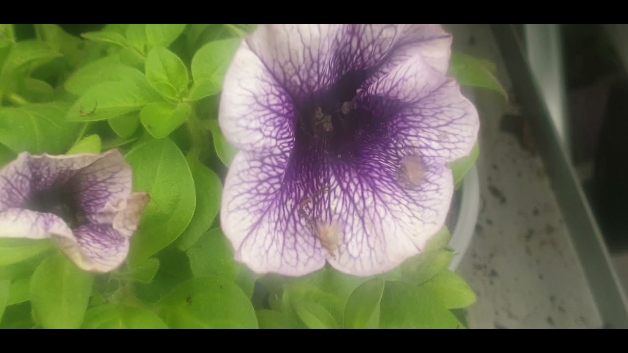 British Flowers shopping at garden centre UK 🇬🇧 | 15 minutes relaxing calming flowers show | cazchan