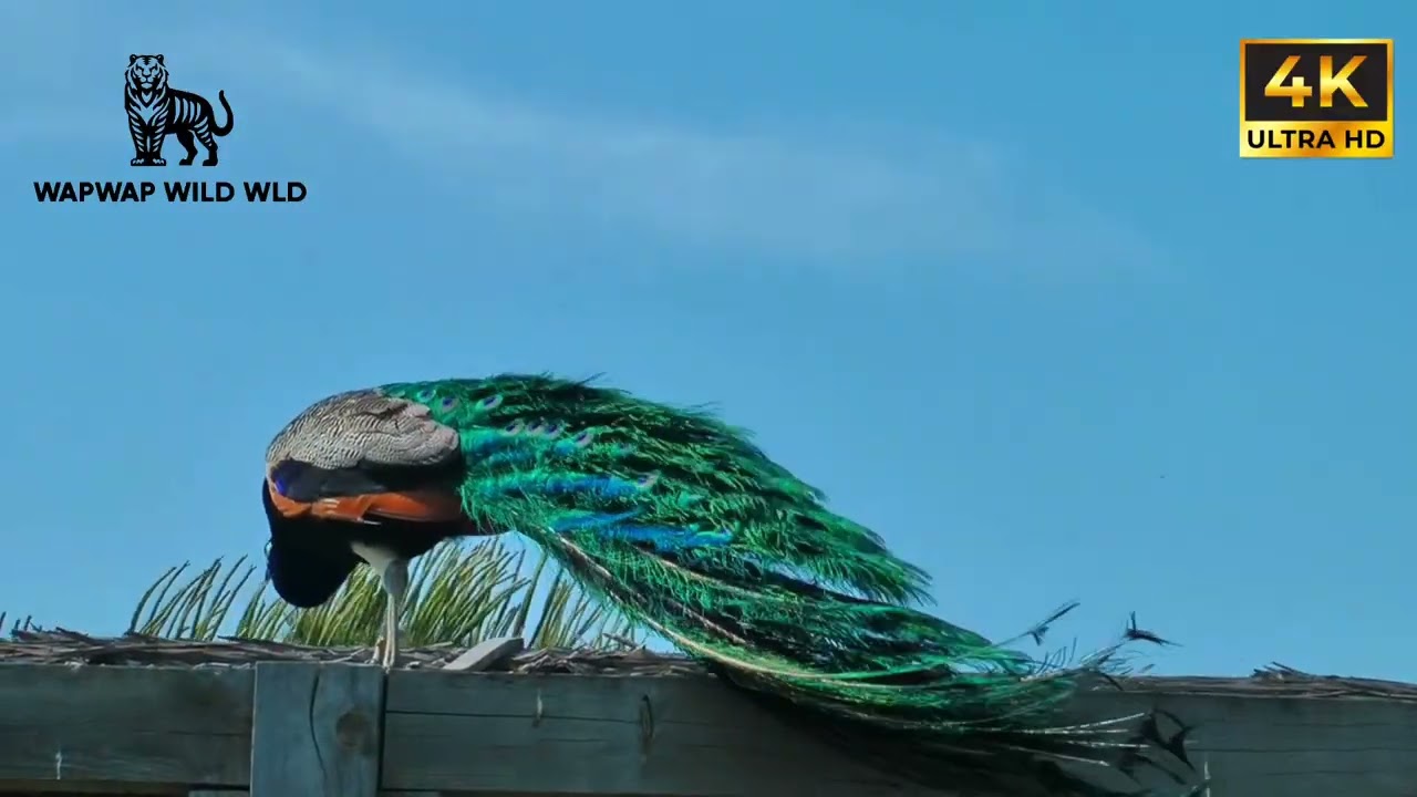 Peacock 🦚 The Most Beautiful Bird on Earth | Nature’s Masterpiece@animals
