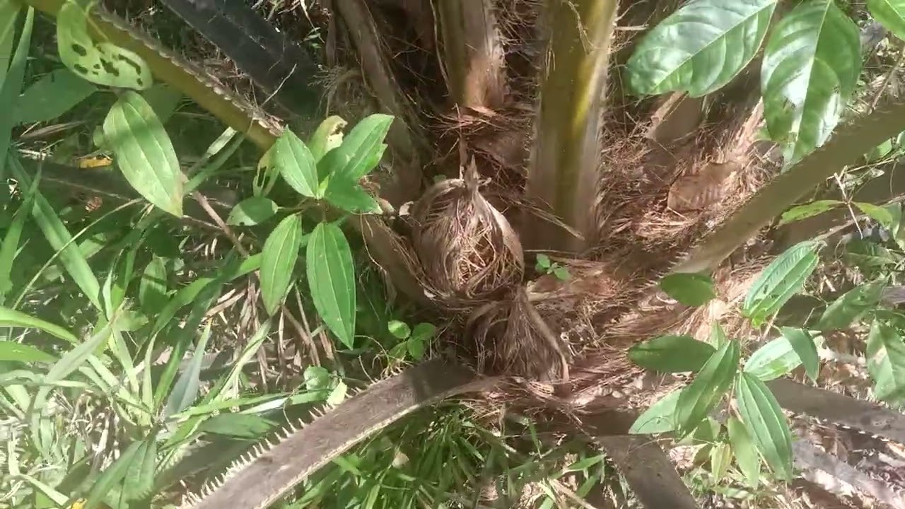 Usia Tanam Sawit Tiga Tahun Berat Belum Laku Jual Tapi Brondolan Ok Punya