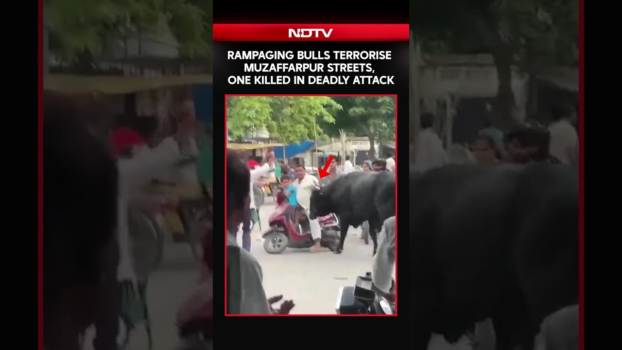 Rampaging Bulls Terrorise Muzaffarpur Streets, One Killed In Deadly Attack