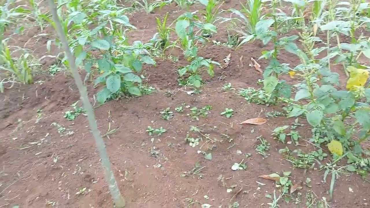 🔴 pembersihan rumput ditanaman durian 