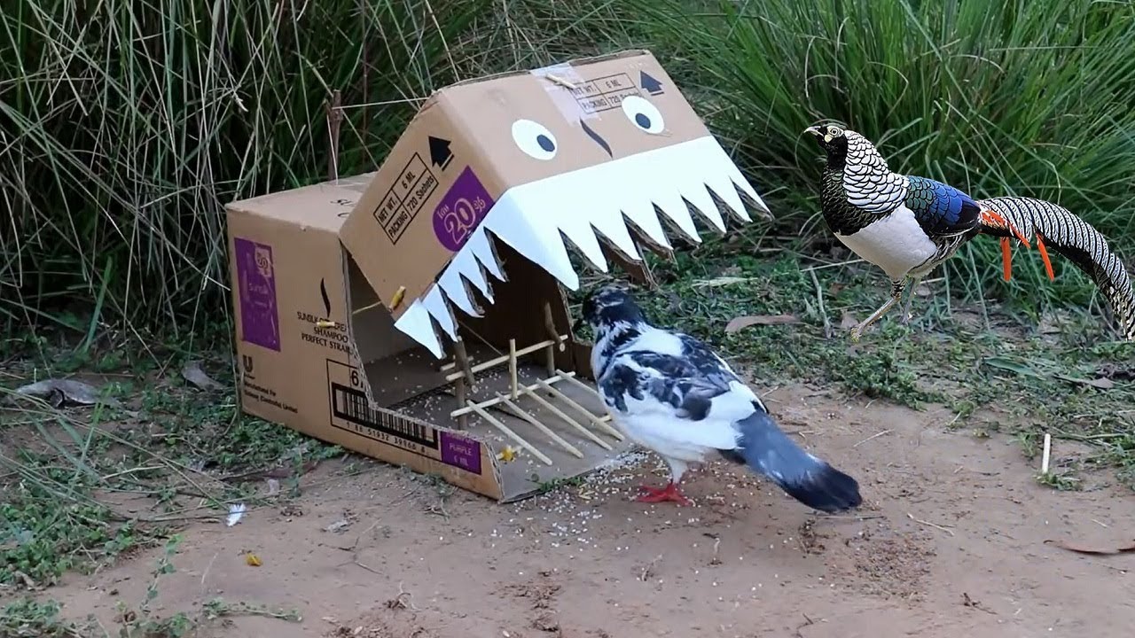 Trap bird ⎟ Easy Trap⎟ paper and rope