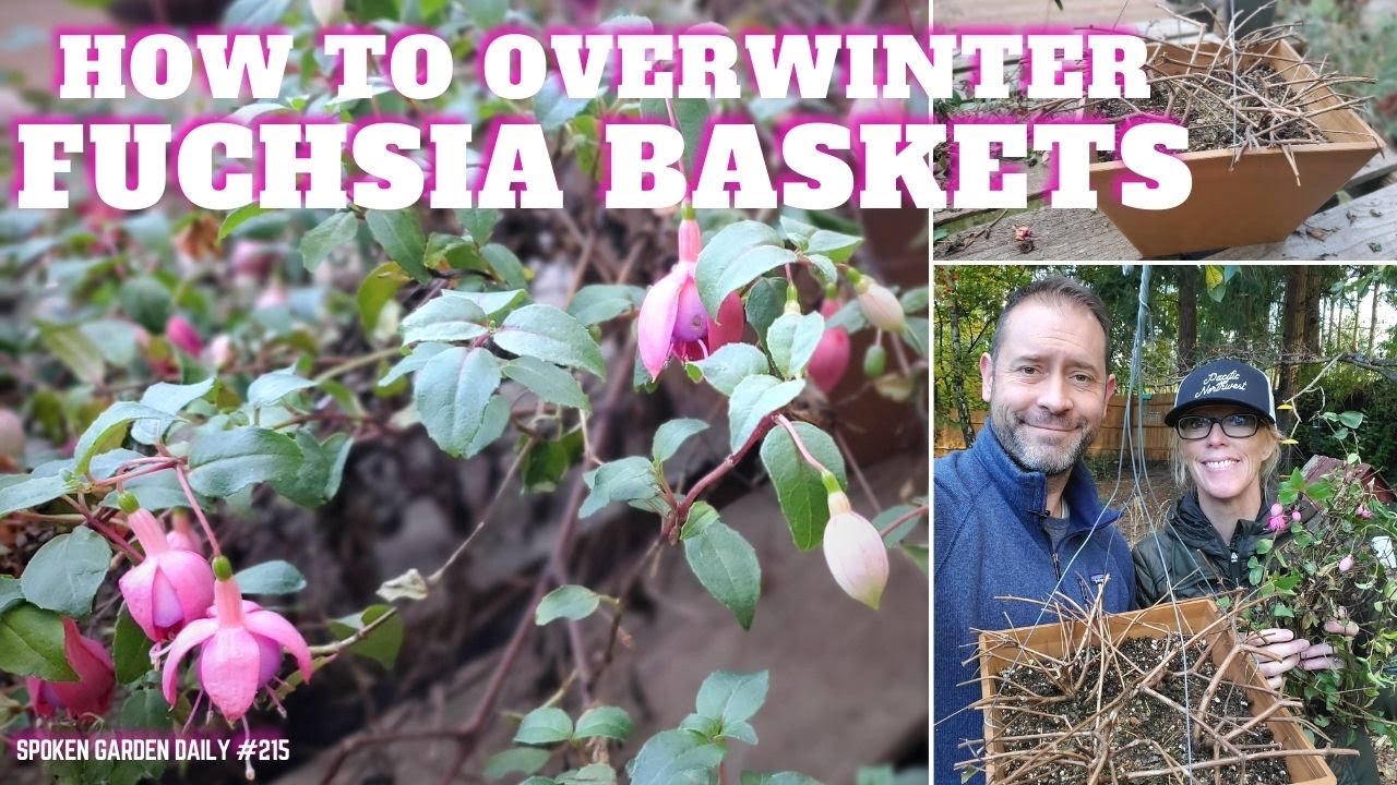 ❄ Как уберечь корзины с фуксией от зимовки ❄ #фуксия #зимовка