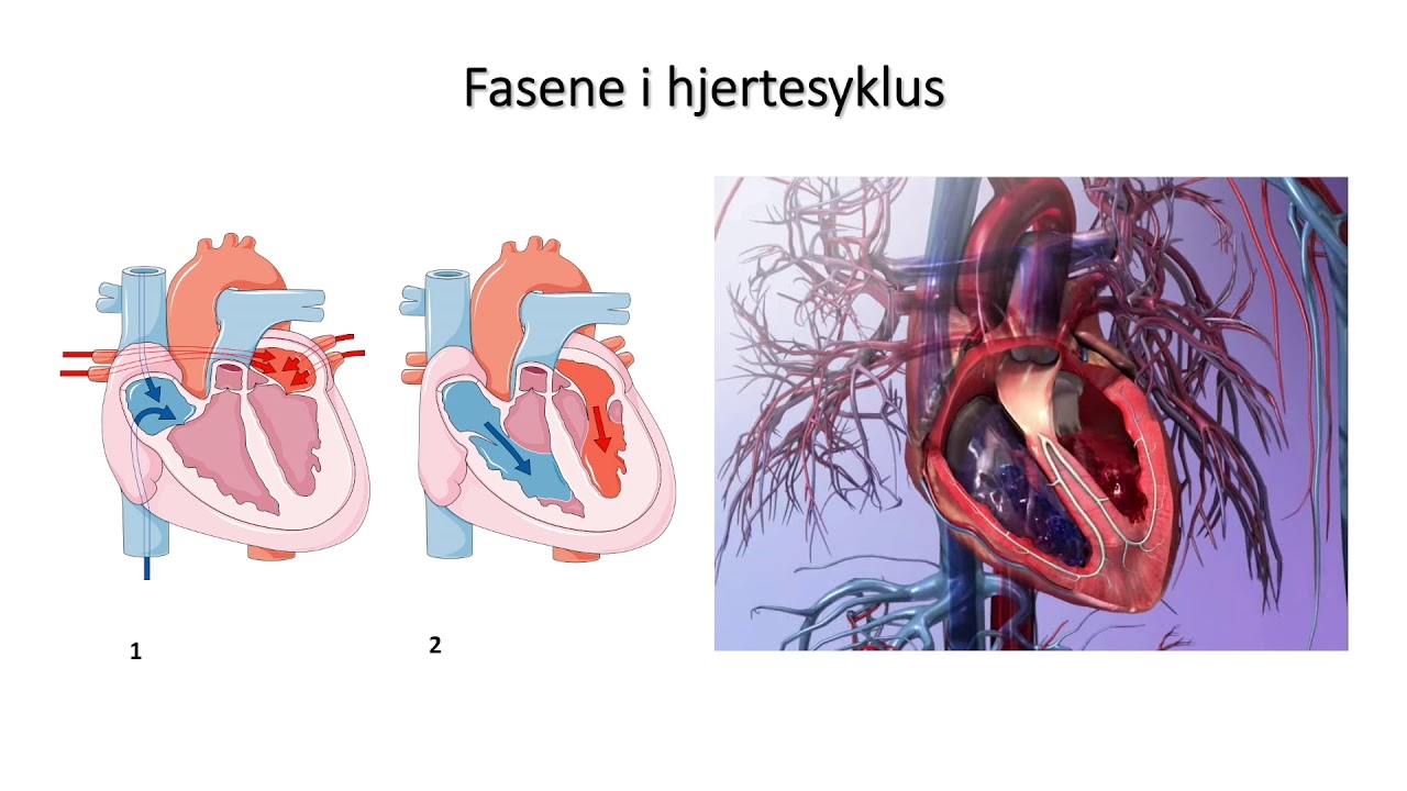 Sirkulasjonssystemet: Fasene i hjertesyklus