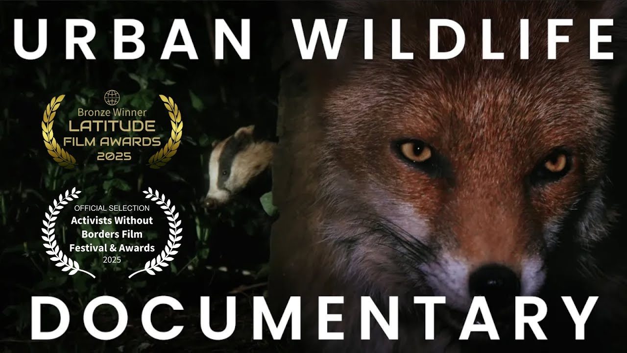 Urban Foxes - A Wild Adaptation (Wildlife Documentary)