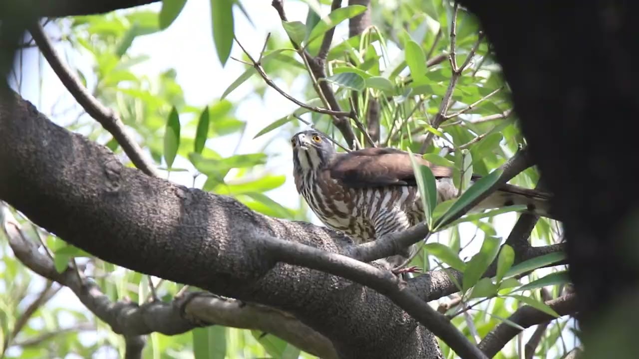 鳳頭蒼鷹(Crested Goshawk)，用餐。