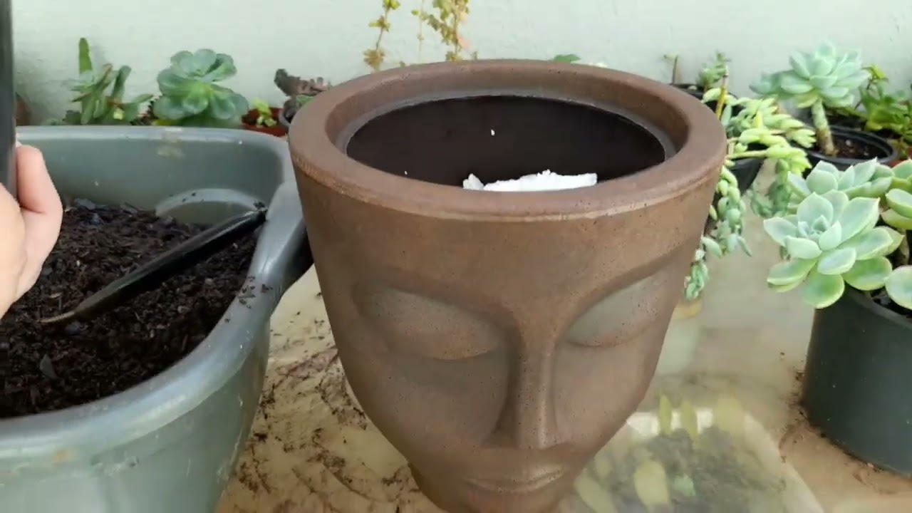 🔴 Como preparo SUBSTRATO + Rotina com as plantas do quintal! #suculentas