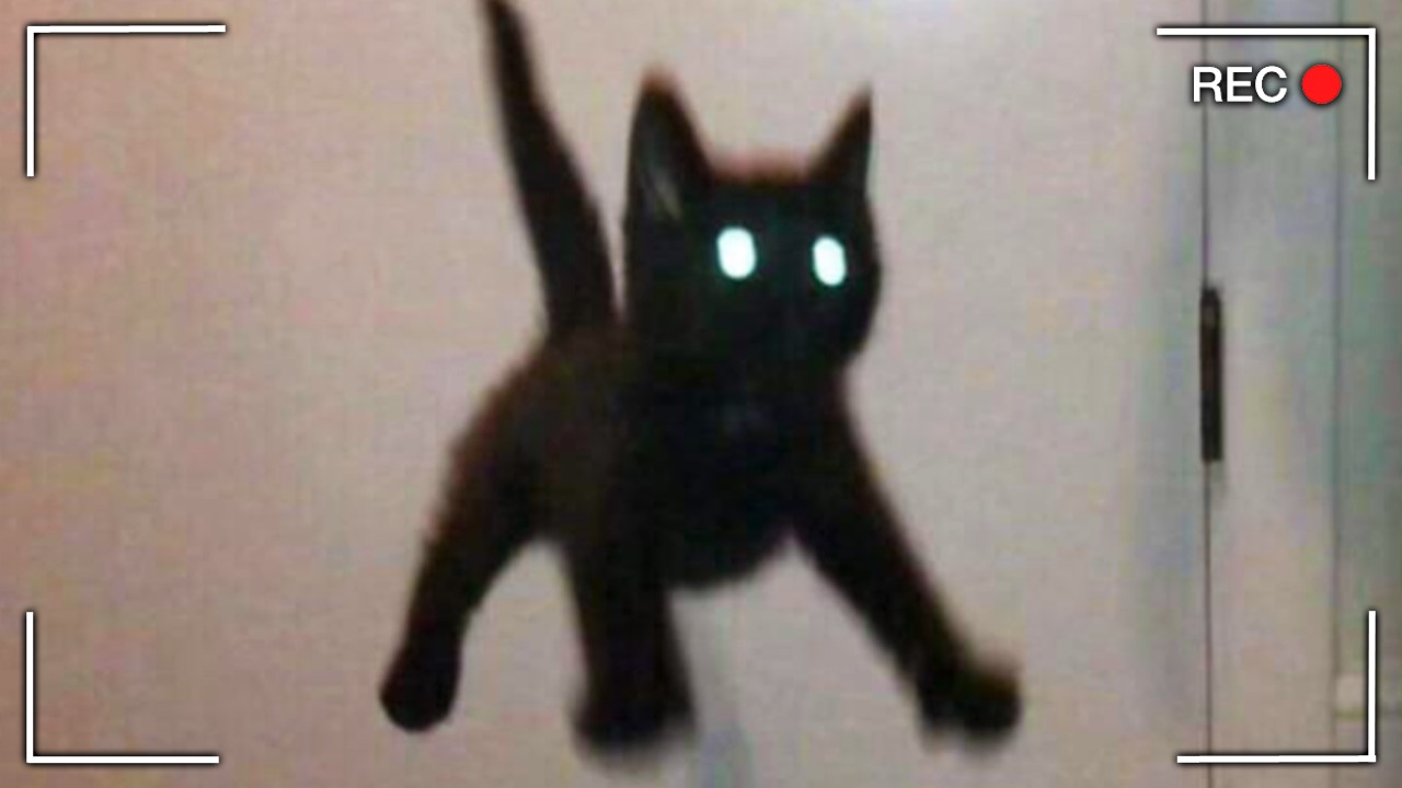 Weird Pictures of Cats