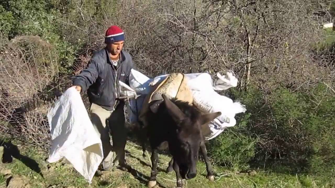 Mouloude Amazigh Belkouche  ch'réa -Guenzet. Setif /Algerie
