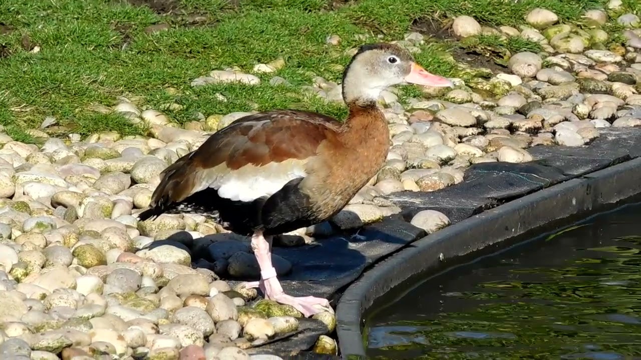Black Bellied Whistling Duck
