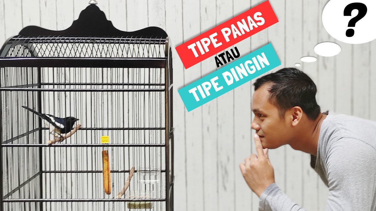 CARA AKURAT MEMBEDAKAN KACER TIPE PANAS DAN TIPE DINGIN SERTA PERAWATAN HARIANNYA BAGI PEMULA