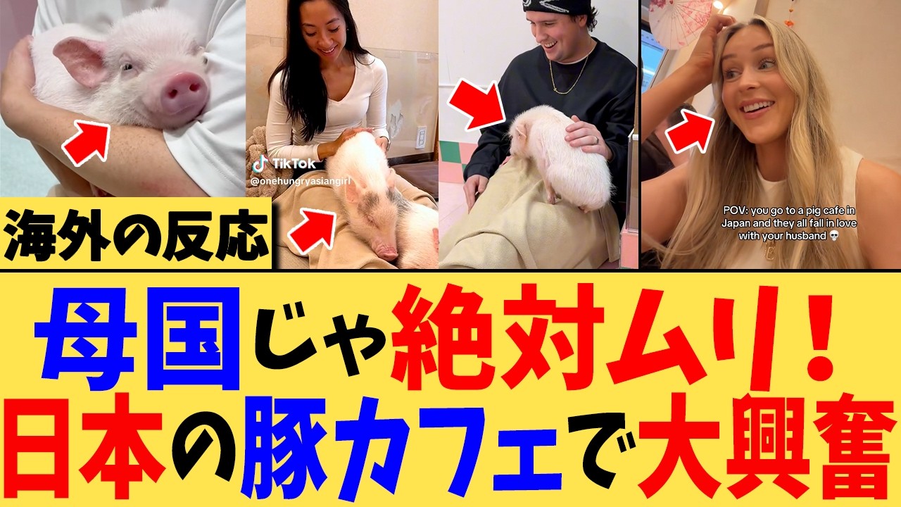 【海外の反応】「母国にも見習ってほしい…」日本の動物カフェに歓喜する外国人たちw