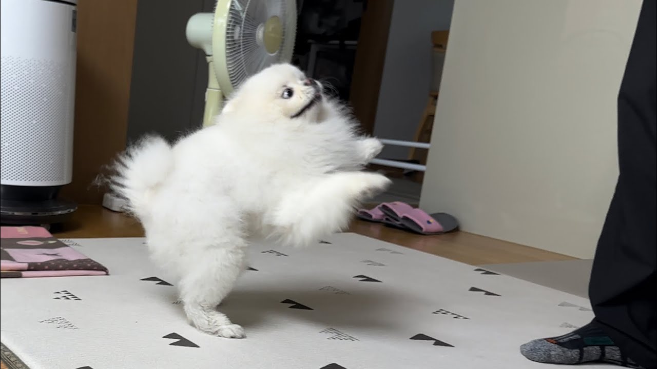 아빠가 오전 근무만 하고 왔더니 난리난 강아지