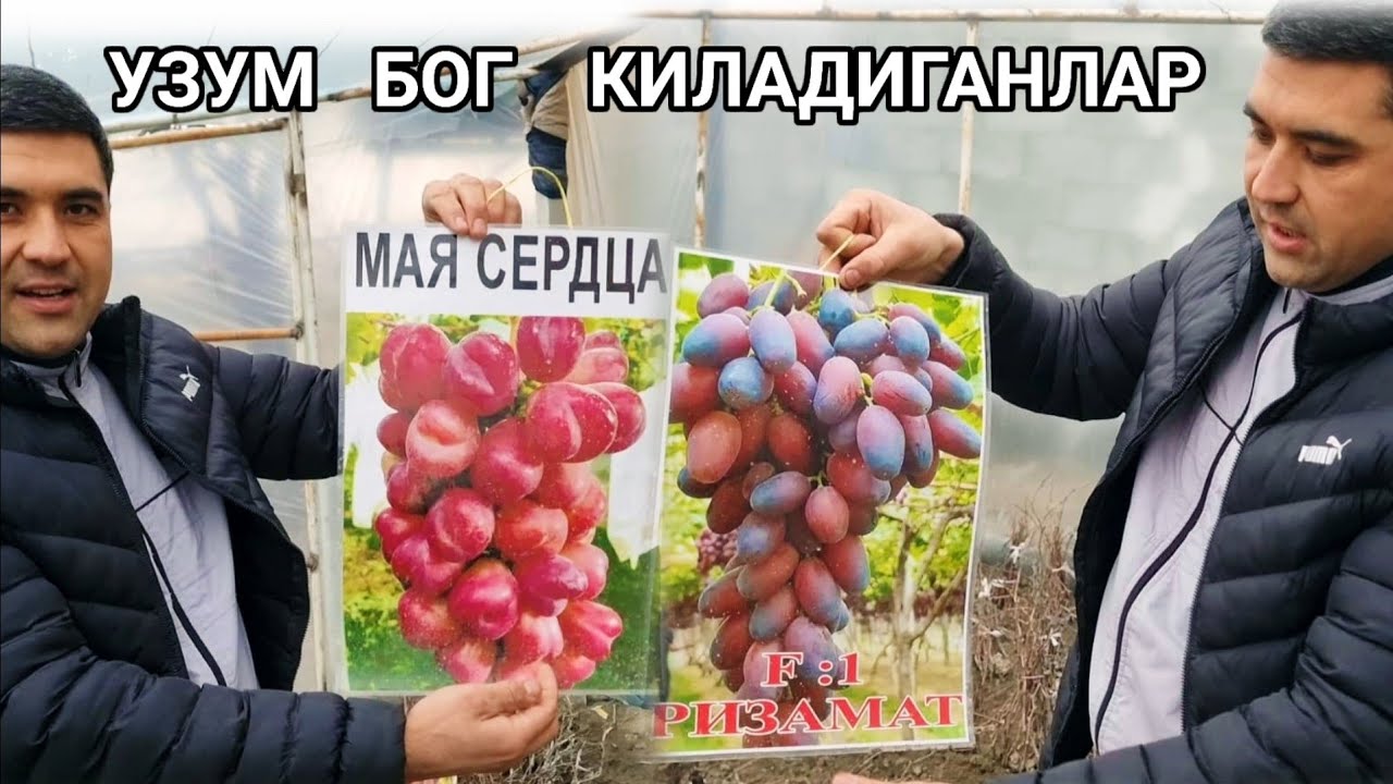 +998 90 582 63 10  +99890 407 97 87 Qaysi  Uzumlardan  Boģ  qilsa  Yaxshi  Boladi..