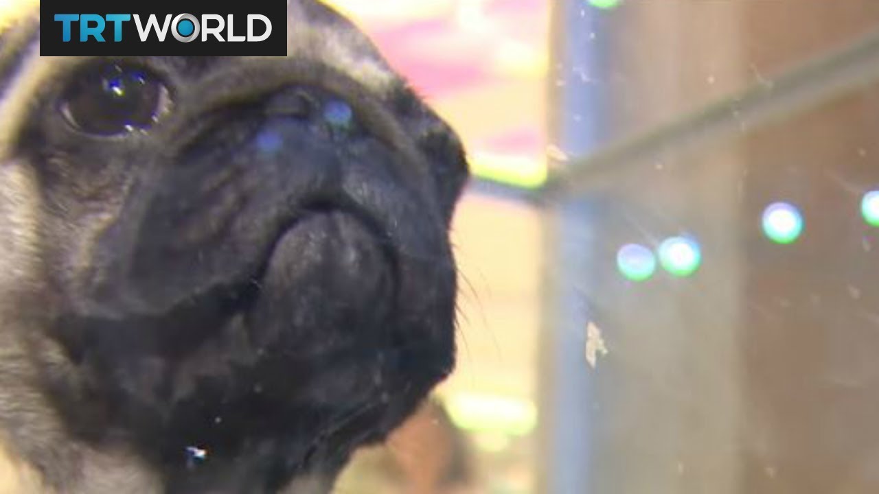 Money Talks: Pet shops in Turkey prepare for ban on cats and dogs