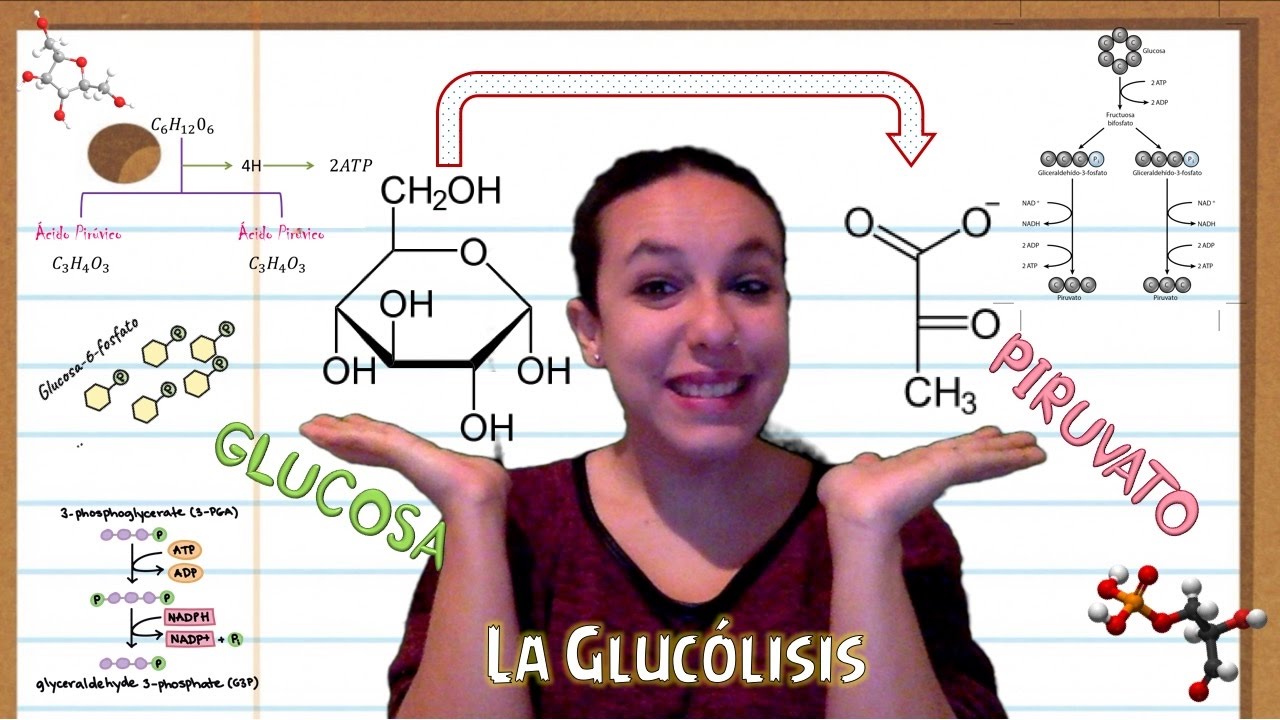 La glucólisis. Bio[ESO]sfera - Biología