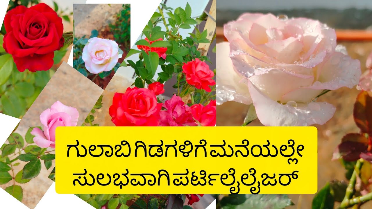 ಗುಲಾಬಿ ಗಿಡಕ್ಕೆ ಮನೆಯಲ್ಲೇ ತಯಾರಿಸುವ ನೈಸರ್ಗಿಕ ಗೊಬ್ಬರ|ಇದನ್ನು ಬಳಸಿ ಸುಂದರ ಗುಲಾಬಿ ನಿಮ್ಮ ಗಾರ್ಡನ್ ನಲ್ಲಿ 